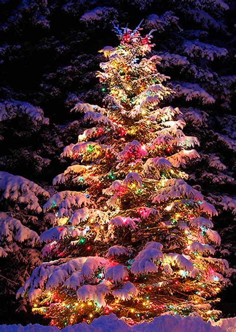 Outdoor Christmas Tree Decorations